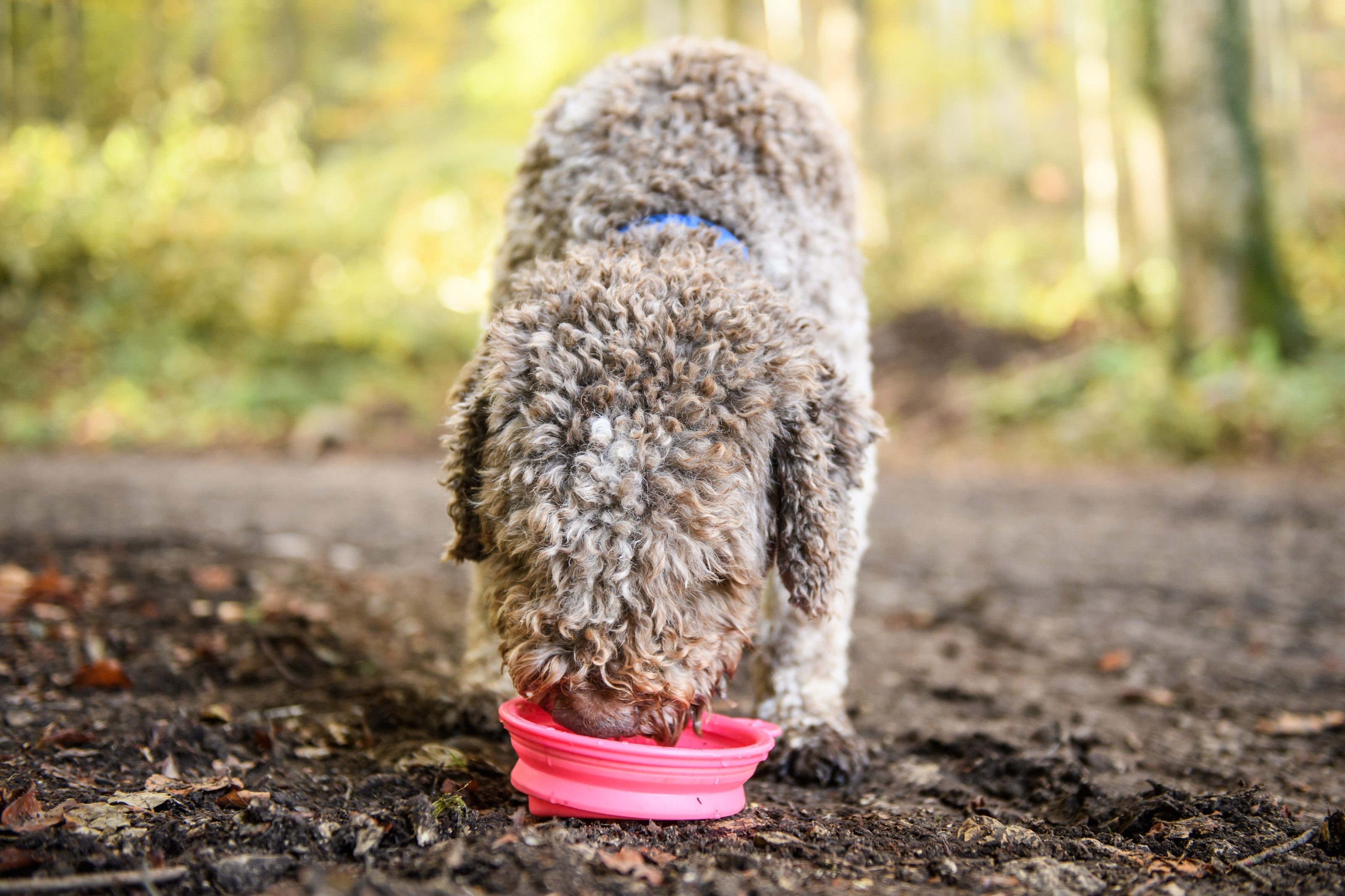 Auf Trüffelsuche - Der Hund mit der richtigen Spürnase