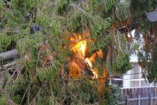 Der Baum fing aufgrund der Leitungen Feuer
