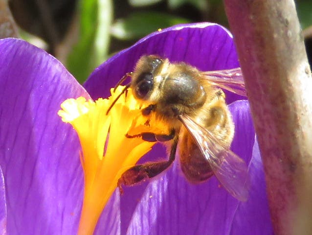 undefined Endlich Frühling! Die Bienen fliegen schon wieder.