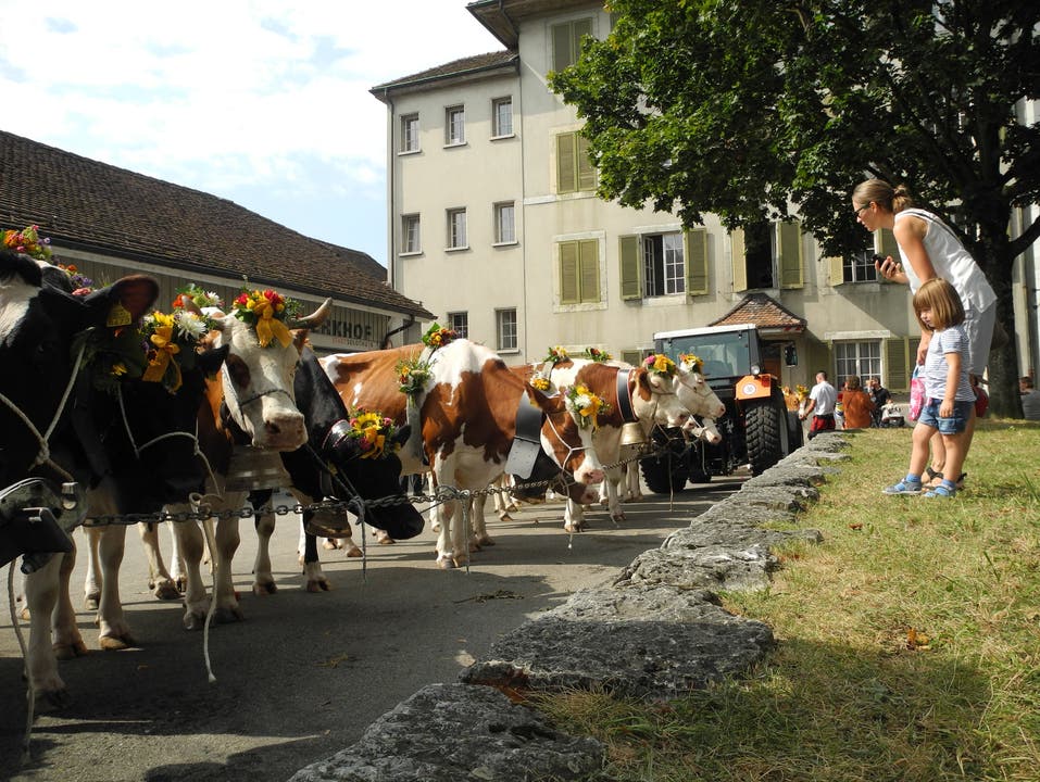 Die Kühe stehen gestriegelt und geschmückt bereit für den Alpabzug am 6.Chästag