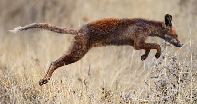 Dieser Rotfuchs rennt zwar noch – aber Fell und Haut sterben wegen der Fuchsräude ab. Die meisten Tiere sterben innert dreier Monate. Wikipedia