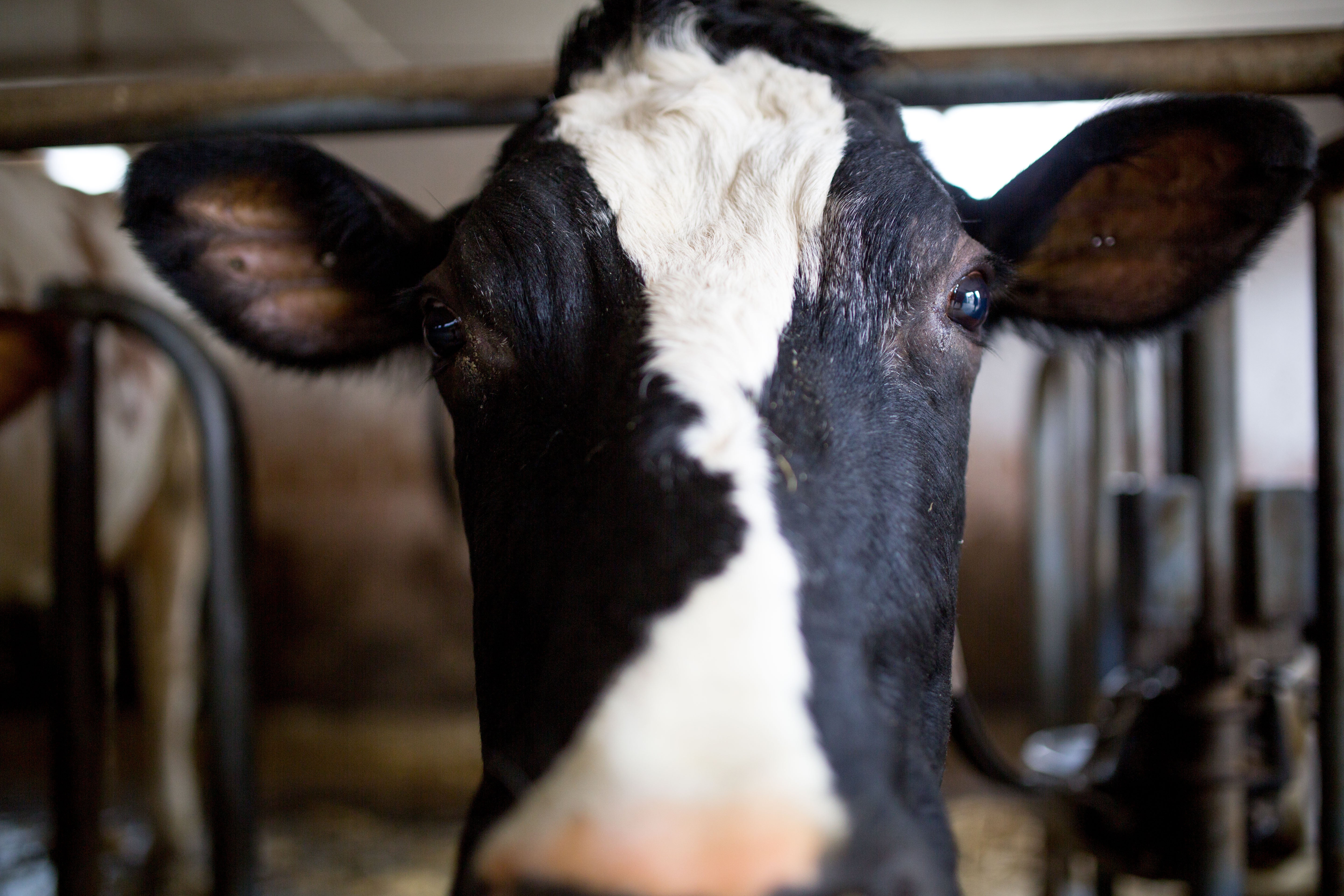 Landwirtschaft - Kehrtwende: Nationalratskommission Will Bei Den Bauern ...