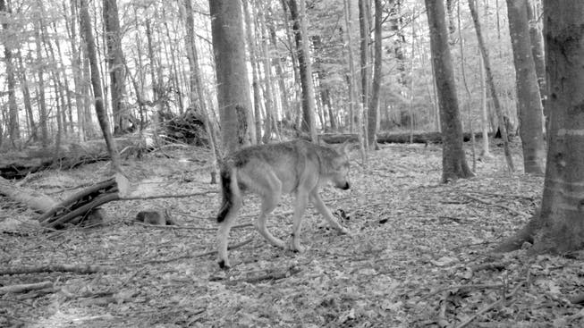 Der letzte Beweis für einen Wolf im Zürcher Oberland: Im Herbst 2015 tappt ein Wolf in eine Fotofalle.
