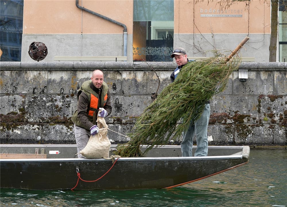 Solothurner Fischereiverein versenkt Tannli in der Aare