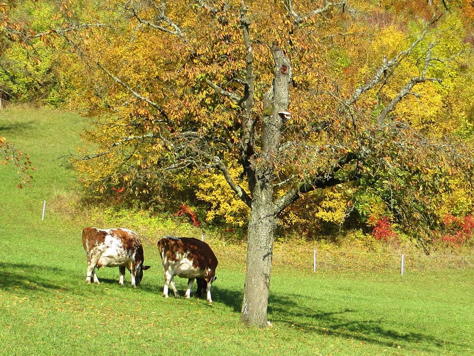 Die Kühe geniessen die wärmende Herbstsonne in Frenkendorf (BL). Dieter Wundrak-Gunst / via Facebook