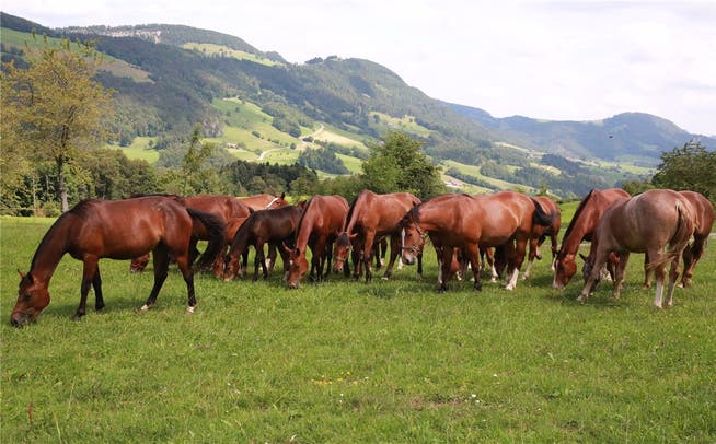Auf dem idyllisch gelegenen Hof oberhalb von Ramiswil haben die Freibergerpferde von Samuel Müller viel Auslauf.