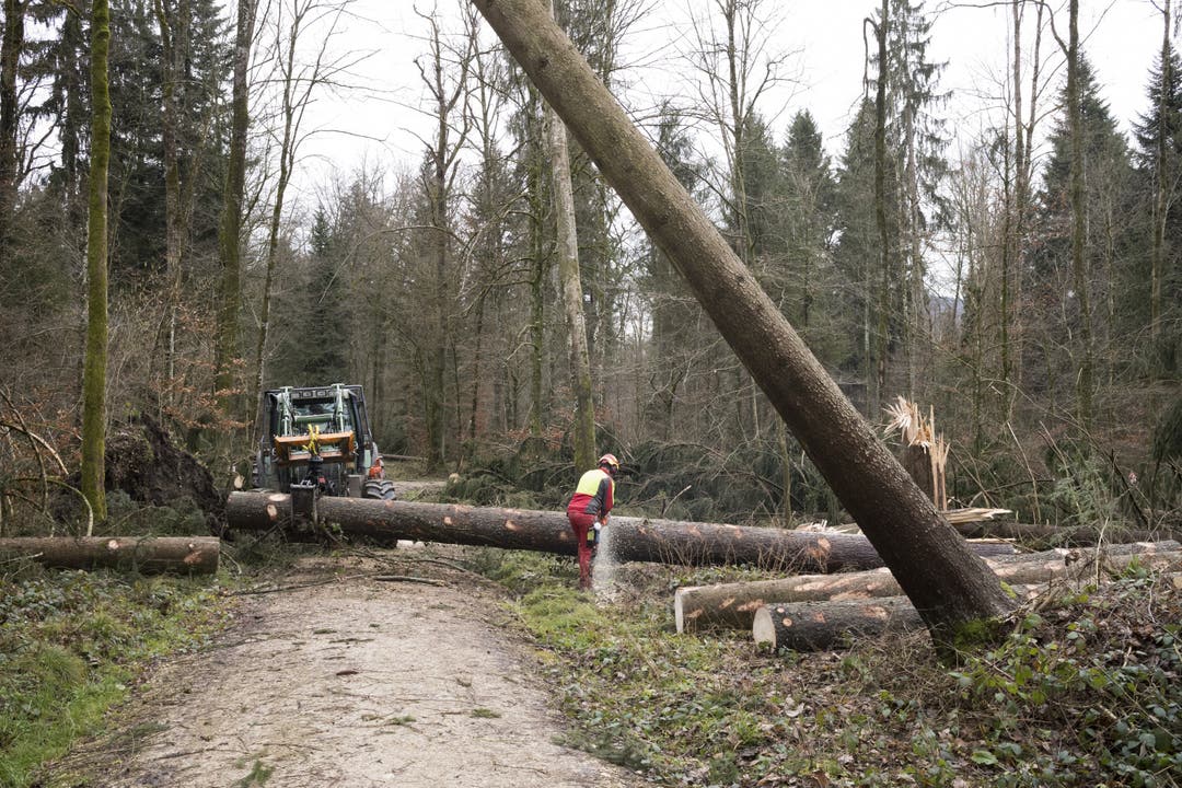 Forstarbeit nach Sturm Burglind Aufräumarbeiten der Forstarbeiter nach dem Wintersturm Burglind, Seengen, 23. Januar 2017