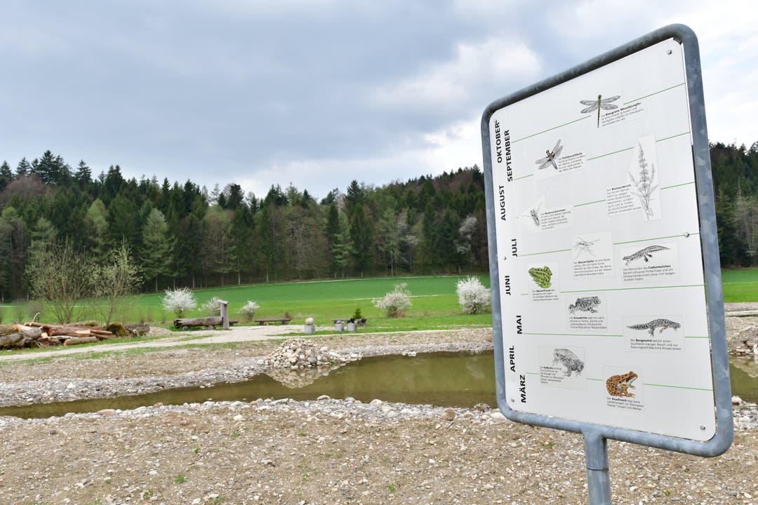 Das Naturreservat Aegerten in Neuendorf das modernste Amphibienbiotop des Kantons.