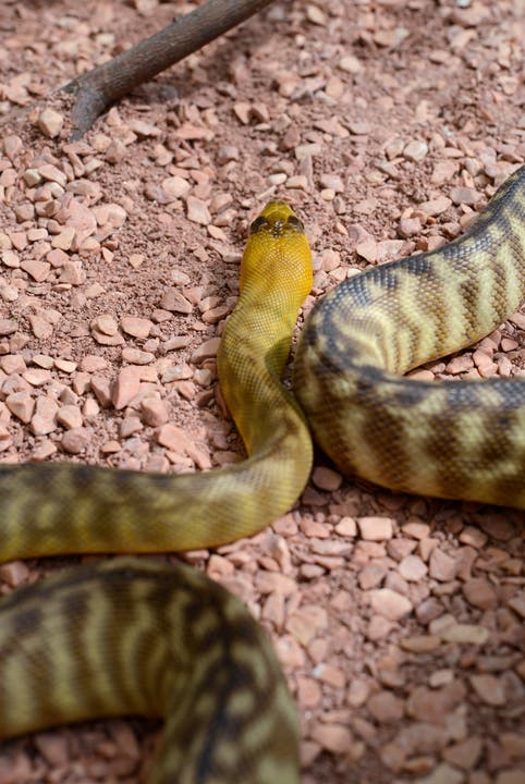 Impressionen von der Reptilienausstellung in der Gärtnerei Waibel. Hundskopfboa verschiedene Farben