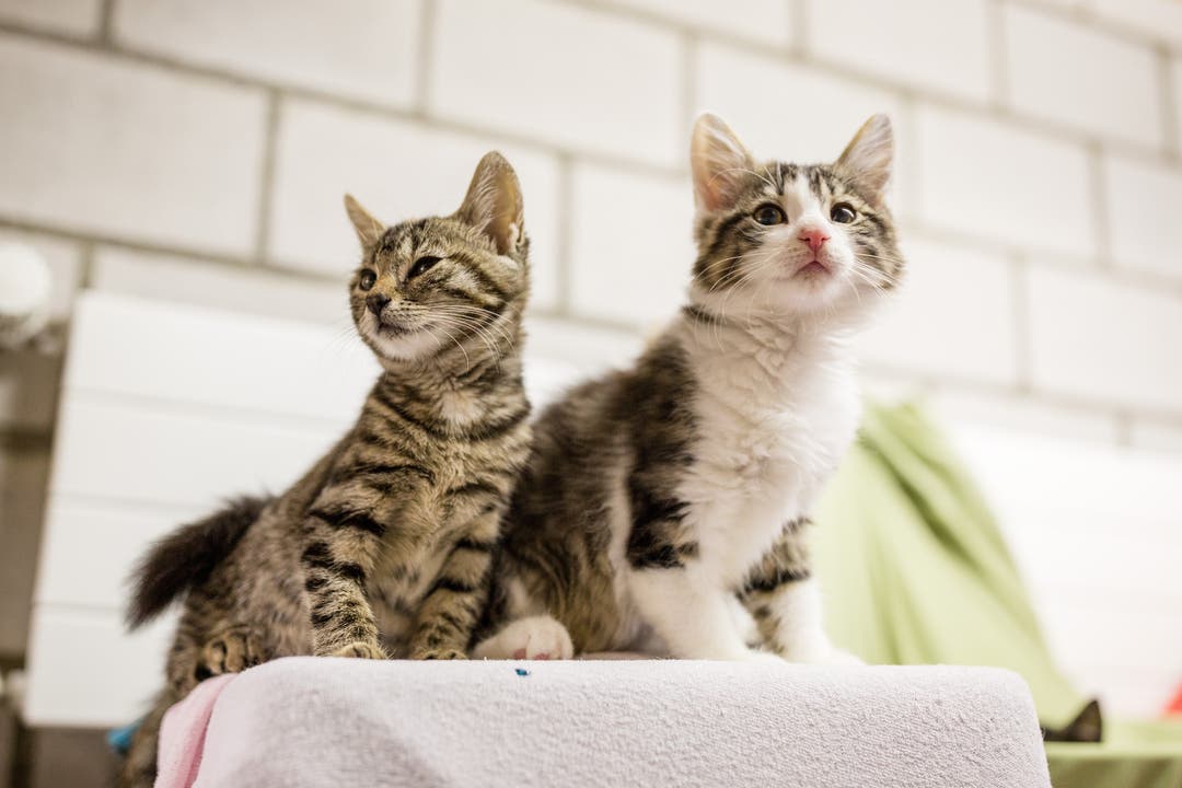 Zwei besonders neugierige Kätzchen beobachten interessiert die Fotografin mit ihrer Kamera.