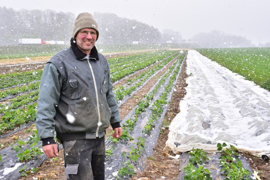 Michael Studer aus Boningen auf dem Erdbeerfeld. Die Früchte befinden sich teilweise unter Flies. Das Gewicht des Schnees drückt den Stoff nach unten und kann die Früchte verformen.