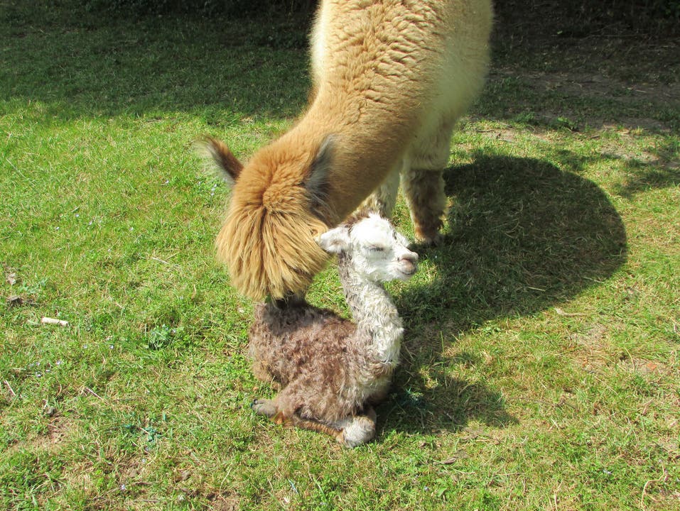 Stolze Alpakamutter mit Neugeborenem !