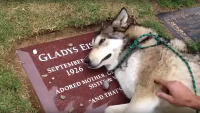 Ein trauernder und «weinender» Hund am Grab seiner Halterin. (Video siehe unten)