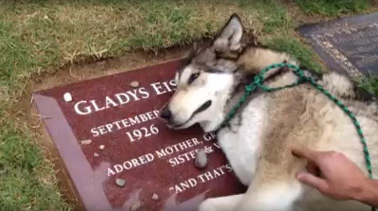 Herzzerreissend am Grab: Wenn Haustiere um Herrchen und Frauchen trauern