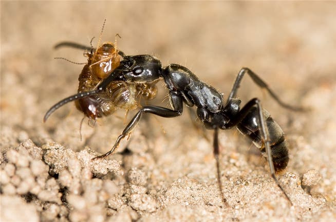 Der Raubzug auf Termiten endet für Ameisen oft mit dem Verlust eines Beins.Wikipedia
