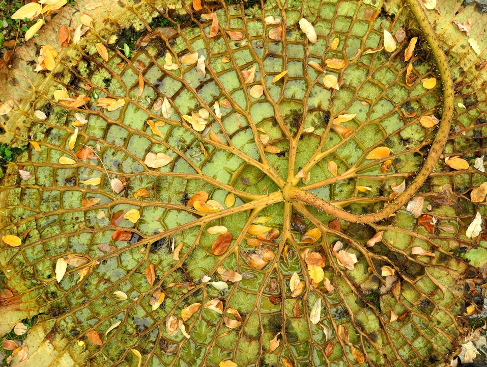 undefined Das Seerosen Blatt lag beim Botanischen Garten umgekehrt auf dem Boden. Die Strukturen haben mich fasziniert. Freundliche Grüsse P. Fries