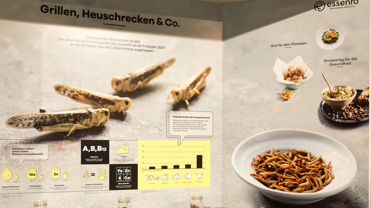 Die Dauerausstellung «Welt des Essens« der Umwelt Arena diskutiert Insekten als mögliche Alternative zu Fleisch auf unserem Speiseplan.