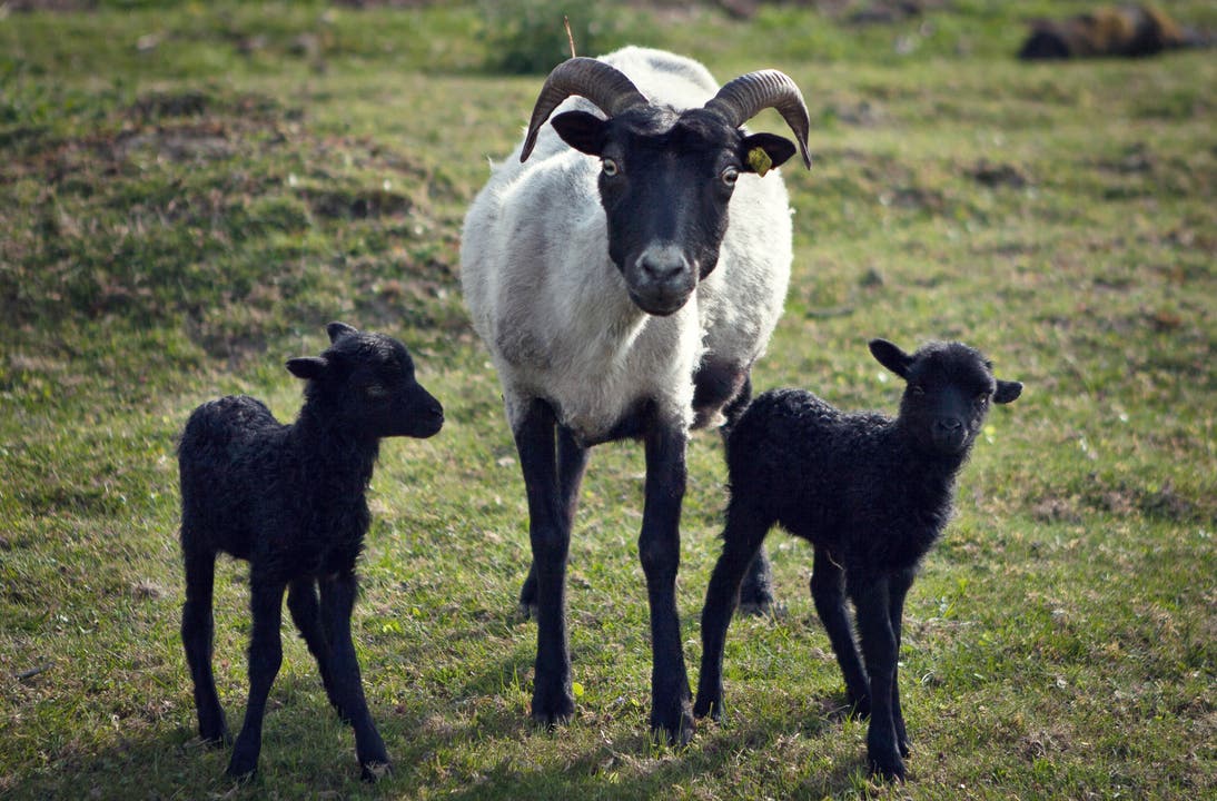 undefined Heideschnucken Schafe aus Dürrenäsch, Diese wurden letzte Nacht geboren.