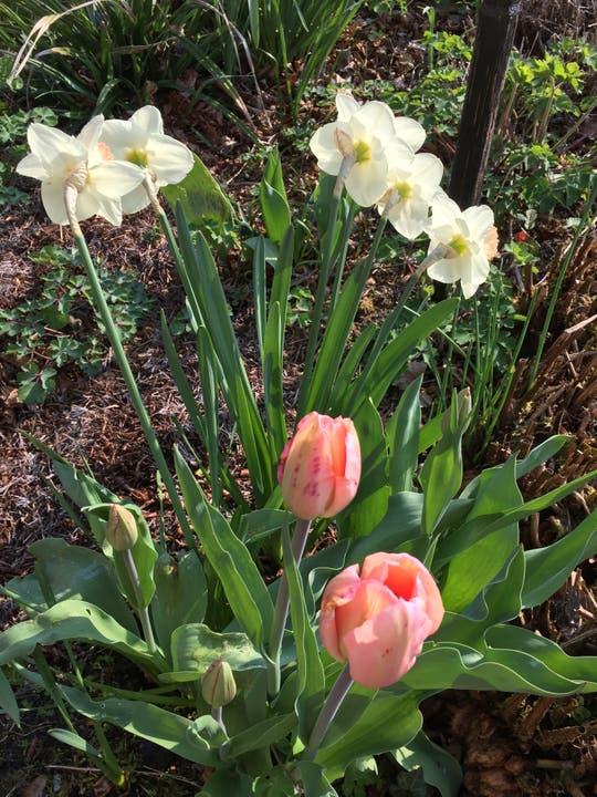 undefined Die ersten Tulpen