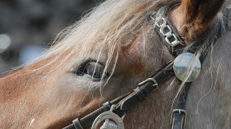 Unglücklicher Pferdekauf: Verletztes Knöchelchen einer Stute bringt Züchter vor Gericht