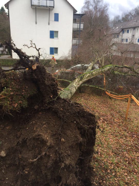 In Bern entwurzelte "Burglind" diesen Baum und warf ihn auf ein Auto.