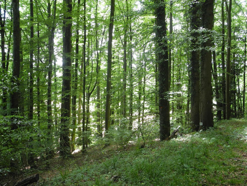 Der Friedwald in Oberramsern
