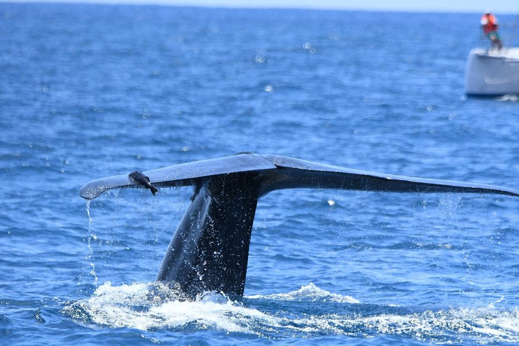 undefined Ein blinder Passagier auf Tauchgang mit Blauwal