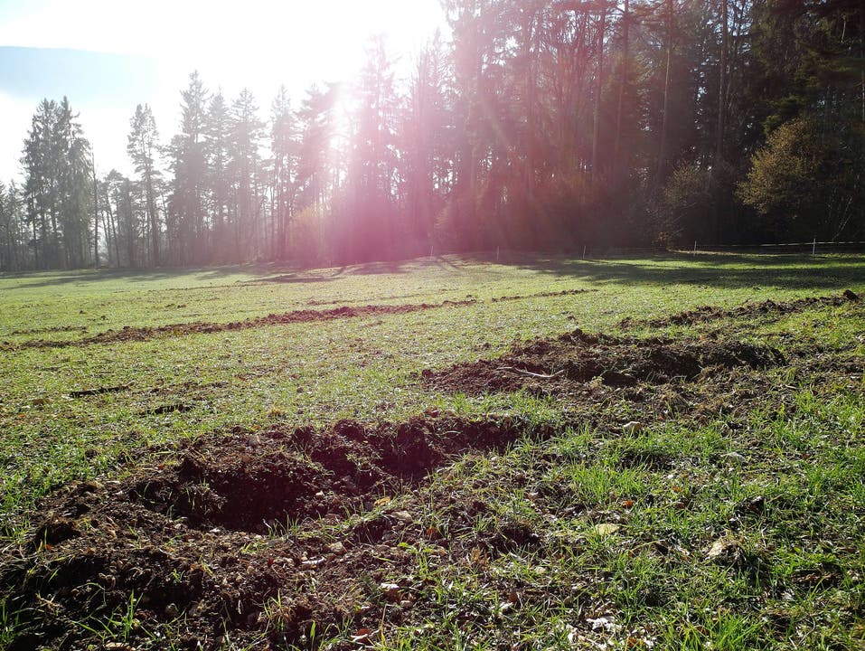 Auf dem Dinkelfeld von Bauer Edgar Kupper in Laupersdorf haben die Wildschweine deutliche Spuren hinterlassen.