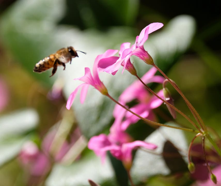 undefined Biene legt extra Schicht ein. Im Mai , Losone, TI