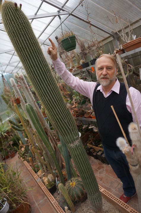  Hobbybotaniker Michel Gelbert verschenkt seinen 50-jährigen mexikanischen Säulenkaktus an den Botanischen Garten in St Gallen.
