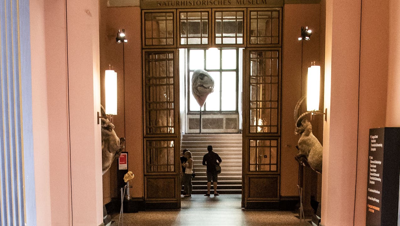 Antikenmuseum zieht in den Berri-Bau