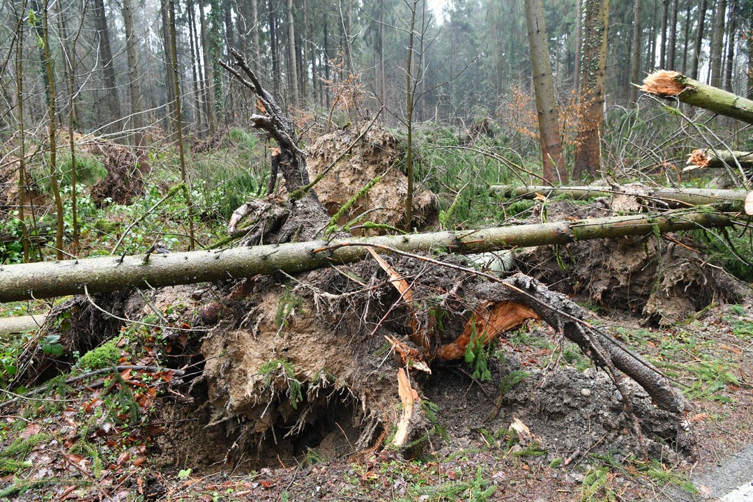 Massive Schäden im Wald zwischen Neuendorf und Wolfwil