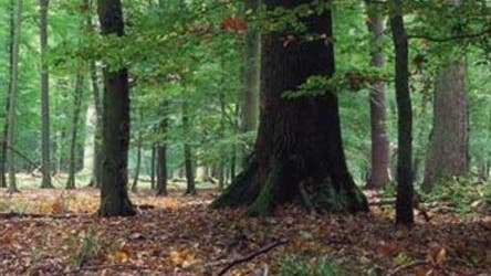 Freies Betretungsrecht für Solothurner Wälder.