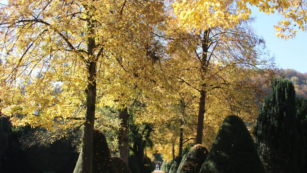 Die Allee im alten Stadtfriedhof an der Bruggerstrasse lädt zu einem gemütlichen Feierabendspaziergang.