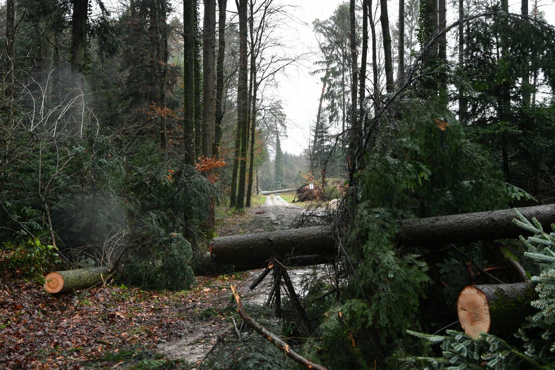 Massive Schäden im Wald zwischen Neuendorf und Wolfwil