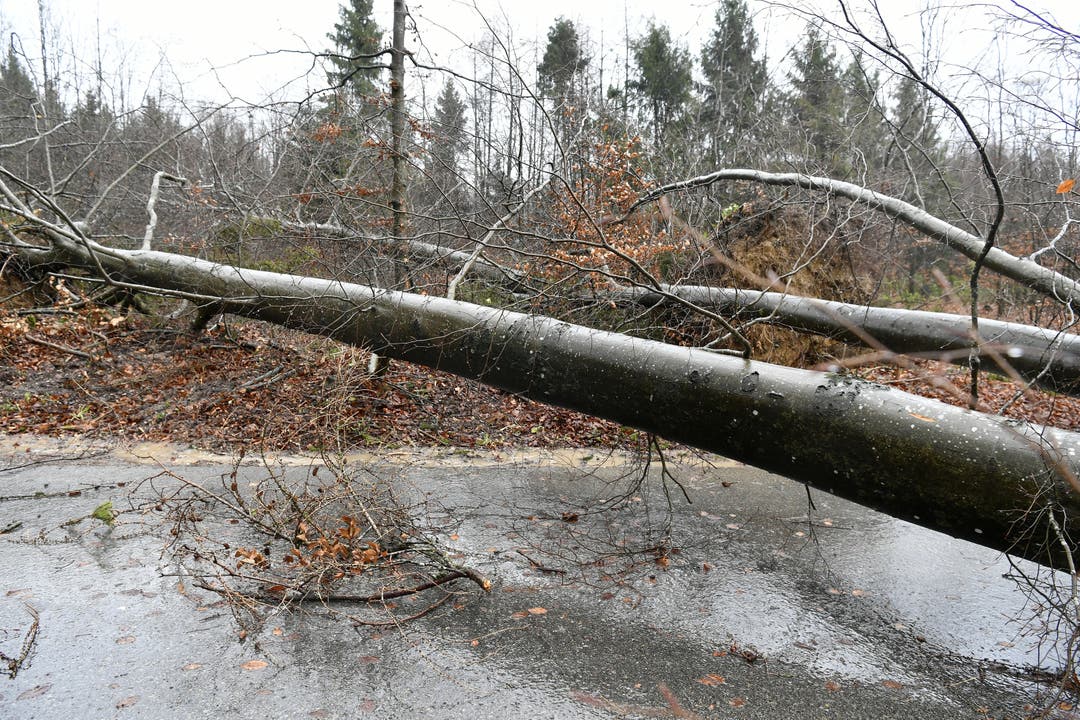 Die Strasse zwischen Lengnau und Baldingen ist wegen zahlreicher umgestürzter Bäume gesperrt.