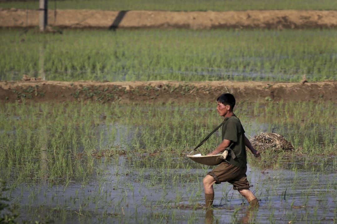 Alltag in Nordkorea - Impressionen Ein Bauer beim Säen in einem Reisfeld.