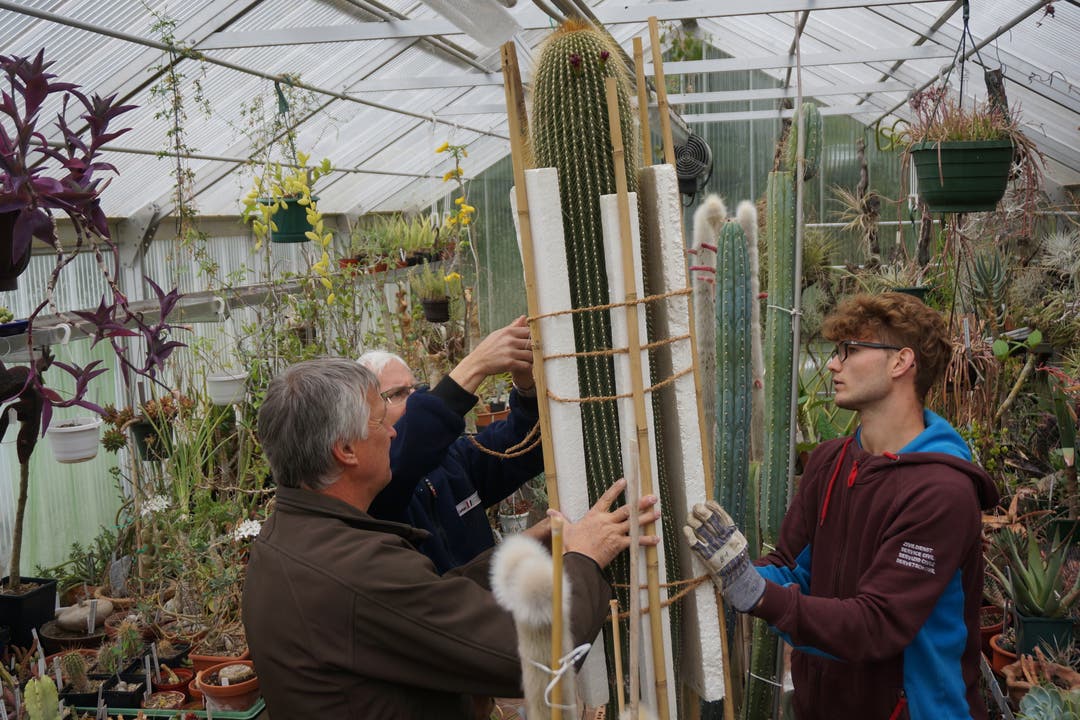 Zusätzlich werden Bambusstangen zur Stabilisierung angebunden damit der Kaktus nicht bricht.