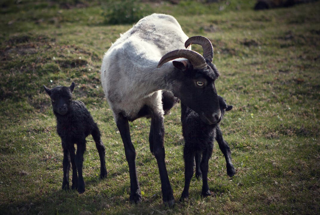 Heideschnucken Schafe aus Dürrenäsch. Diese wurden in der Nacht auf Karfreitag geboren. Daniela Bertschi / Kirchleerau (AG)