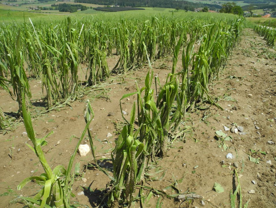 Den Mais hat es auch stark getroffen. In ein paar Tagen wird sich zeigen, ob er dennoch gedeiht oder ob die Ernte zerstört ist.