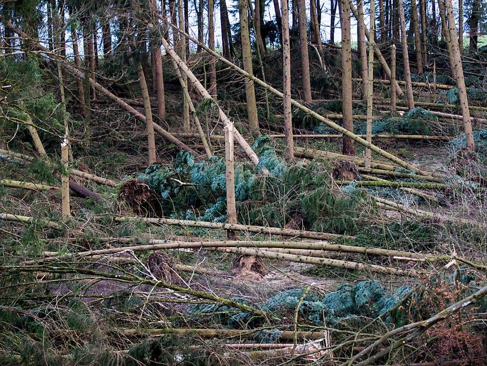 Das Waldstück bei Kestenholz wurde durch den Sturm «Burglind» arg in Mitleidenschaft gezogen.