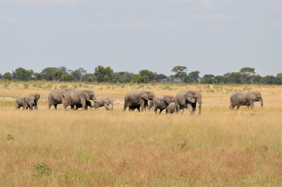  Eine Elefantenherde zieht nahe am Little Makalolo Camp vorbei. Zuvor hatten die Tiere an einer Wasserstelle ihren Durst gestillt.