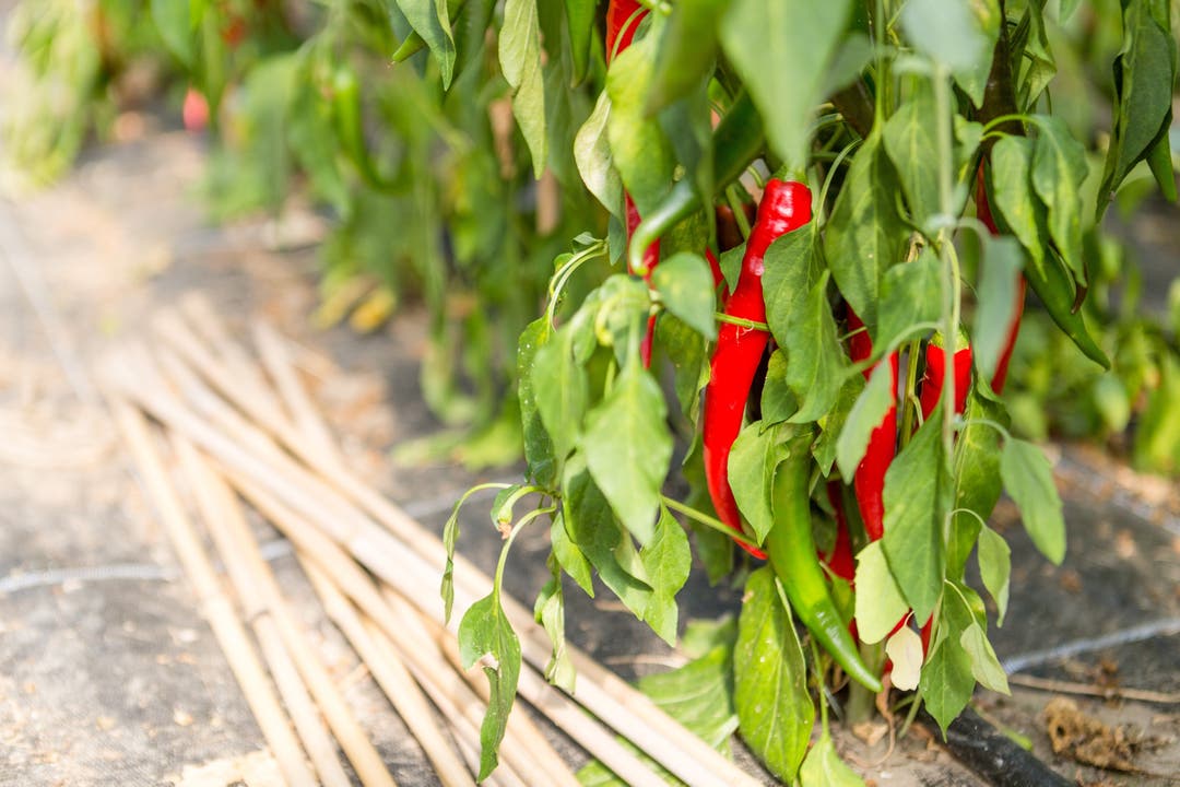 Rüsstal-Chili Erich Fischer aus Stetten arbeitet auf der Bank, betreibt aber nebenbei seit 2013 eine Chiliplantage auf dem Bauernhof von Thomas Koch und verkauft seine Chili-Produkte (Saucen, Senf, Öle) unter dem Namen "RüsstalChili" an verschiedenen Jahresmärkten. Im Bild: Cayenne-Schoten.