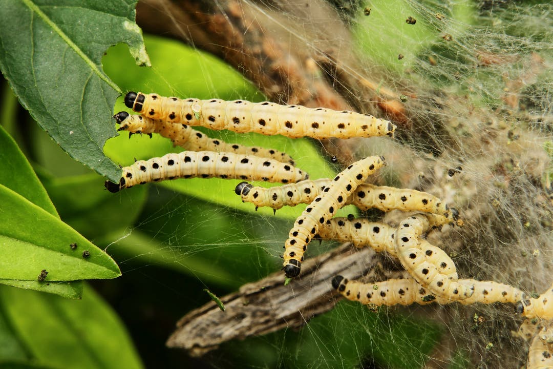 undefined Raupen beim Fressen von Blättern. Aus den Raupen entstehen Falter, Gespinst-Motten