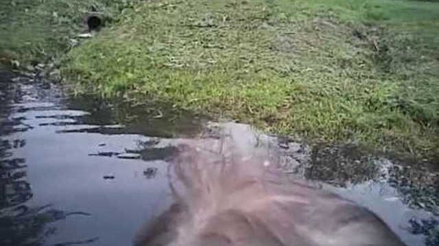 Was US-Cops so alles filmen: Hier springt ein Lebensretter in den Teich