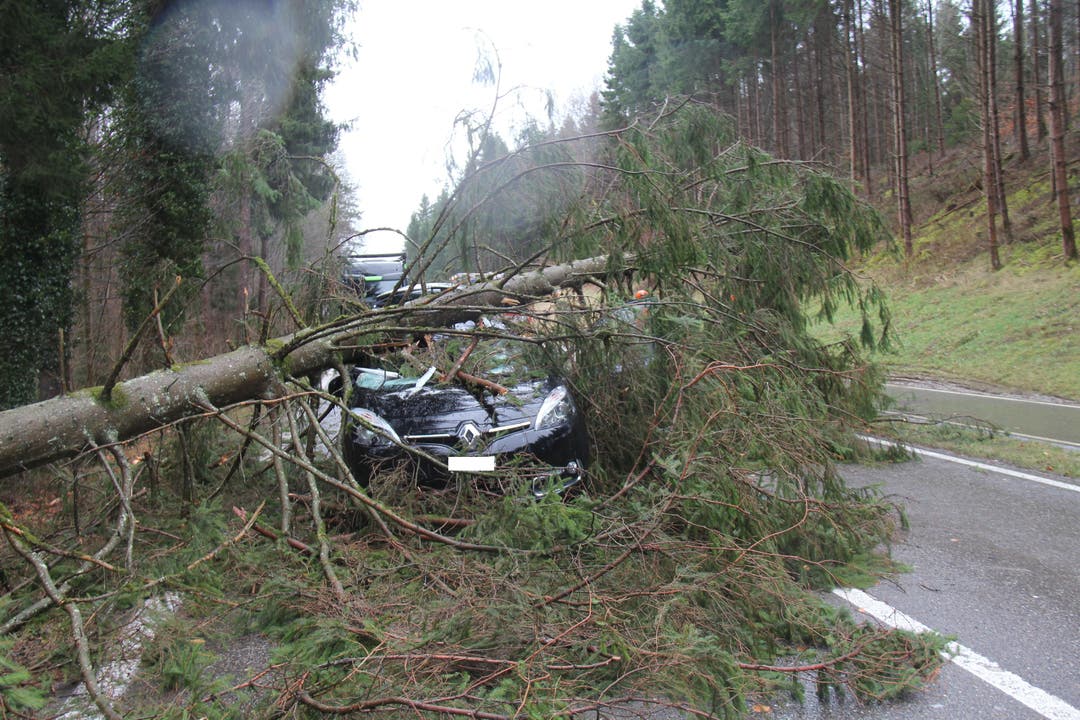 Zwischen Bremgarten und Wohlen fiel ein Baum auf ein Auto. Der Fahrer verletzte sich leicht.