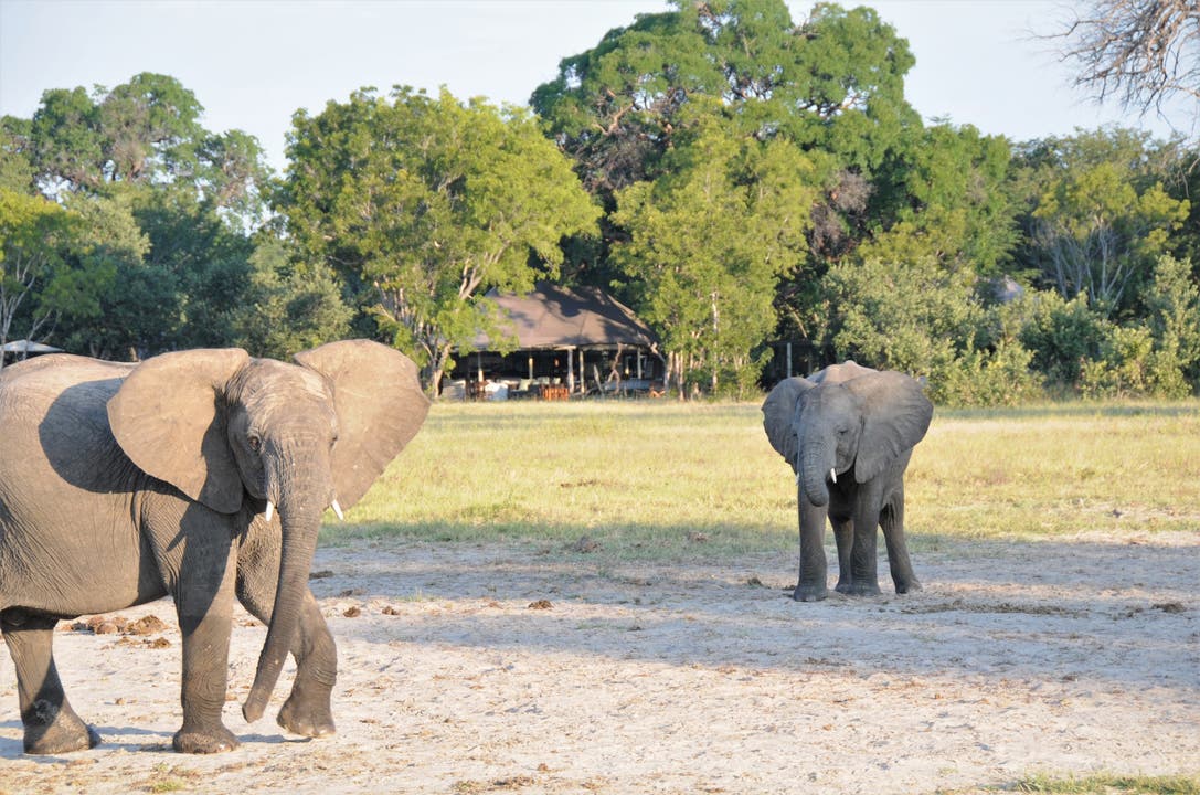  Elefanten an einer Wasserstelle, im Hintergrund das Davison's Camp von Wilderness Safaris. Auch andere Camps sind mit Absicht in der Nähe von Wasserstellen erstellt worden, um die Tiere aus der Nähe beobachten zu können.