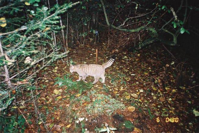 Diese Wildkatze ging Forscher Darius Weber im Baselland schon vor einiger Zeit in die Fotofalle. Ein Duftpfahl aus Dachlatte lockte sie magisch an.