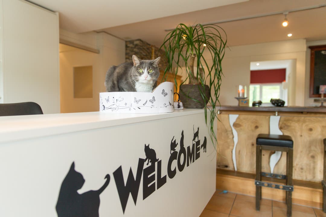 Auf der Wandfluh steht das exklusivste Katzenhotel der Region: Einzelbetreuung mit handgefertigten Kratzbäumen und Video-Überwachung für die Besitzer.
