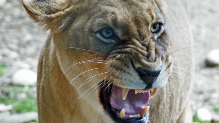 Löwen, Tiger, Jaguar – so reagiert der Zolli, wenn Raubtiere ausbüxen wie in Deutschland